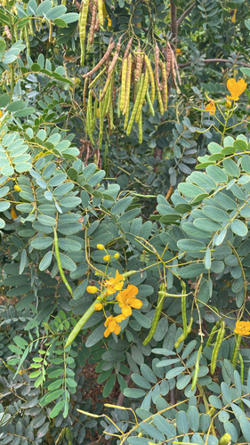 Golden Cassia (Senna candolleana)