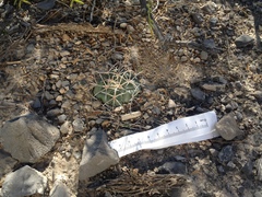 Coryphantha poselgeriana