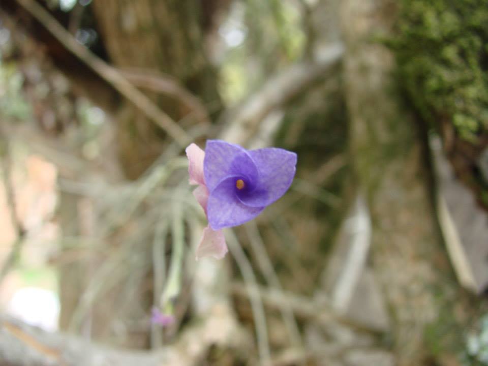 Tillandsia mallemontii