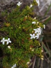 Arcytophyllum thymifolium, photograph (c) Esteban Poveda, some rights reserved (CC BY)