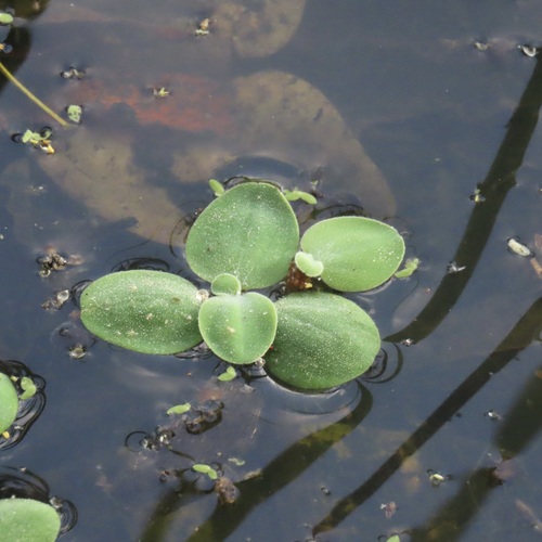 Lechuguilla de agua (Pistia stratiotes)