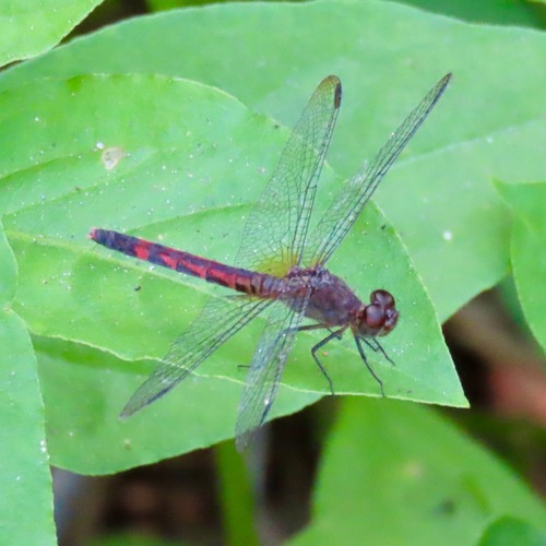 Red-mantled Dragonlet (Erythrodiplax fervida)