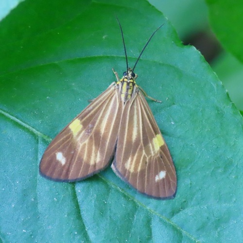 Phaeochlaena gyon (Phaeochlaena gyon)