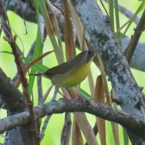 Common Yellowthroat (Geothlypis trichas)