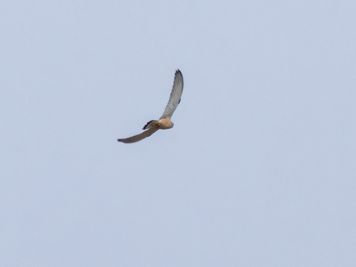 Lesser Kestrel