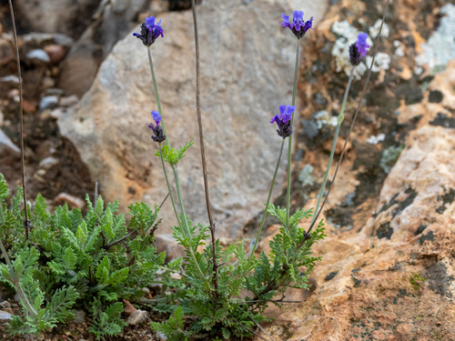 Cut-leaved lavender
