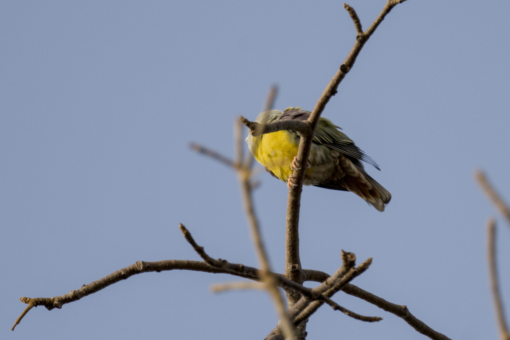 Bruce's Green Pigeon (Treron waalia), photo 1