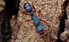 Rhytidoponera aspera