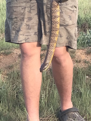 Tiger Snake sighting