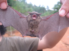 Tylonycteris robustula