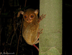 Cephalopachus bancanus