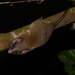 Pen-tailed Treeshrews - Photo (c) Entol Afnan, some rights reserved (CC BY-NC-SA), uploaded by Entol Afnan