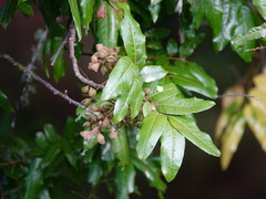 Alectryon excelsus excelsus