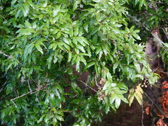 Alectryon excelsus excelsus