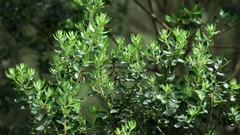 Phylica paniculata