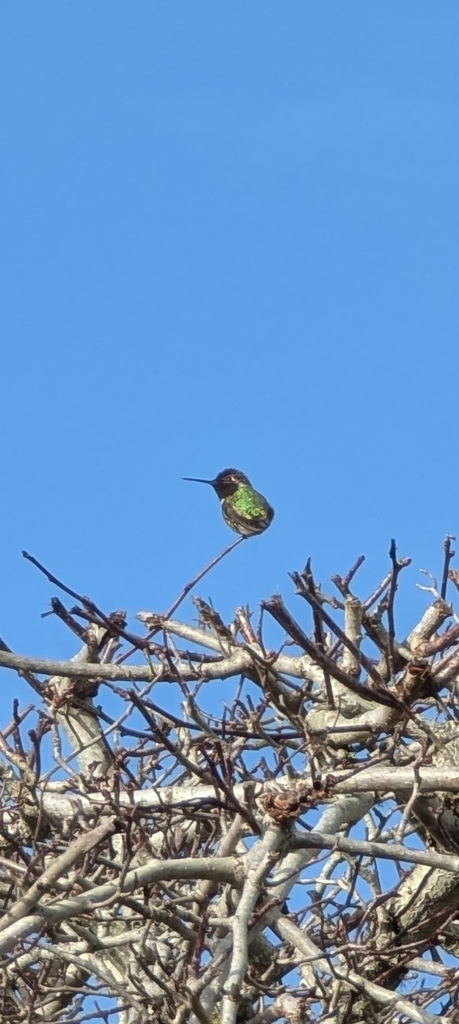 Hummingbird Ocean Anna's Hummingbird from Ocean Shores, WA, USA on February 1, 2026 at 11 ...