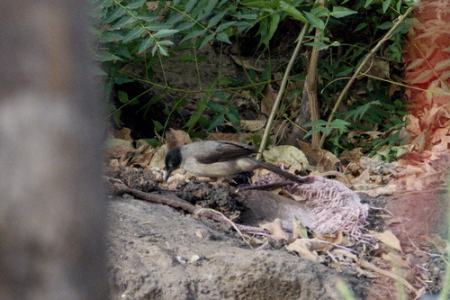 Blackcap Babbler (Turdoides reinwardtii)