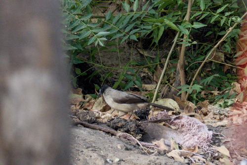 Blackcap Babbler (Turdoides reinwardtii), photo 2
