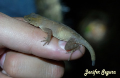 Anolis uniformis