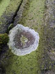 Lecanora campestris