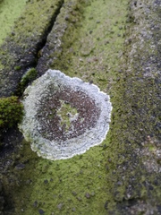 Lecanora campestris