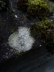 Lecanora barkmaniana