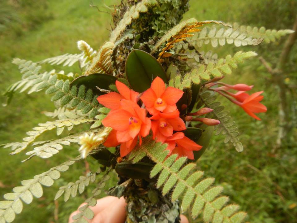 Cattleya cernua