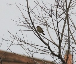 Avistamiento Curruca Capirotada