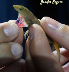 Anolis uniformis
