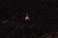 Hipposideros diadema