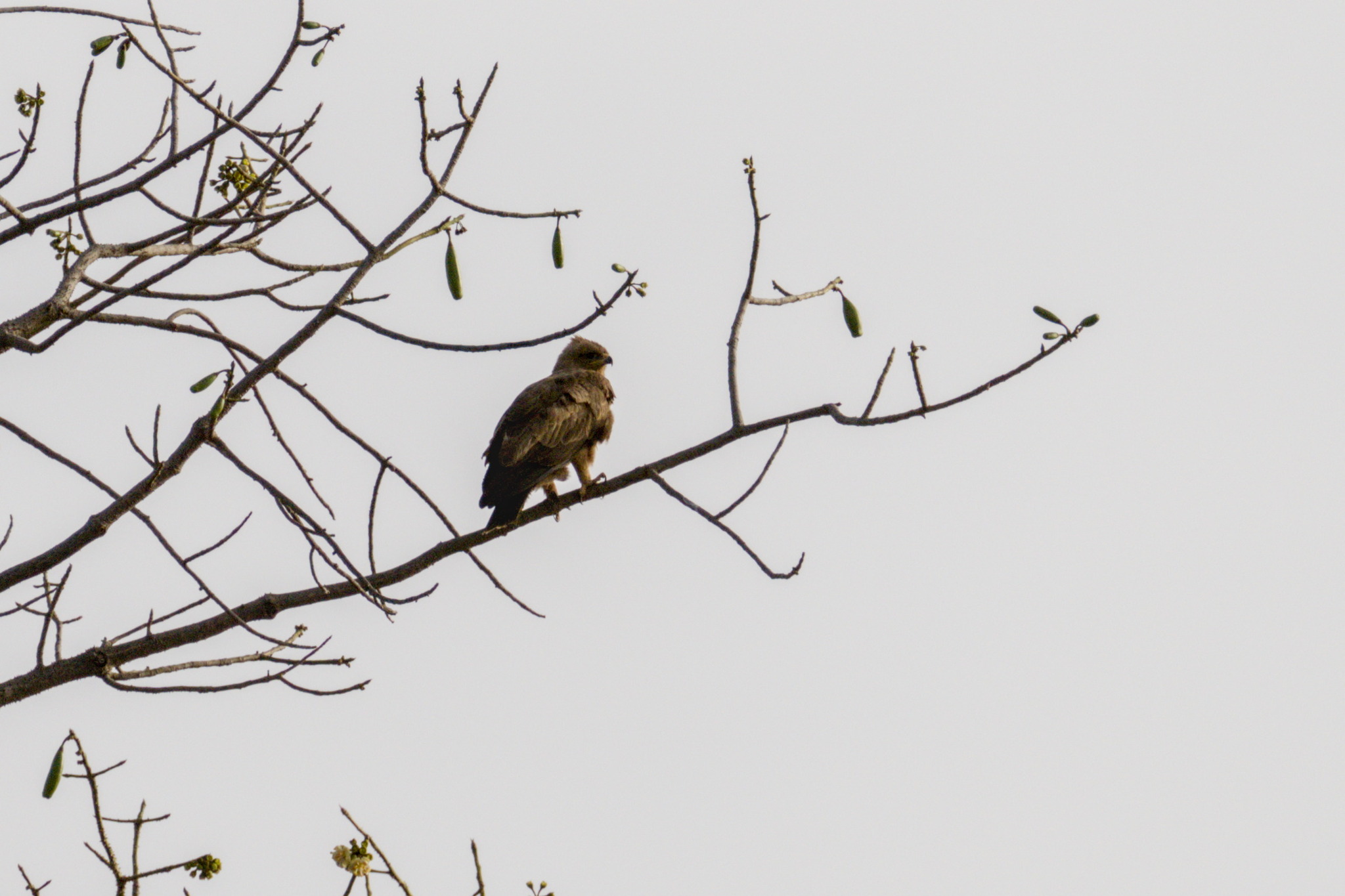 Wahlberg's Eagle (Hieraaetus wahlbergi), photo 9