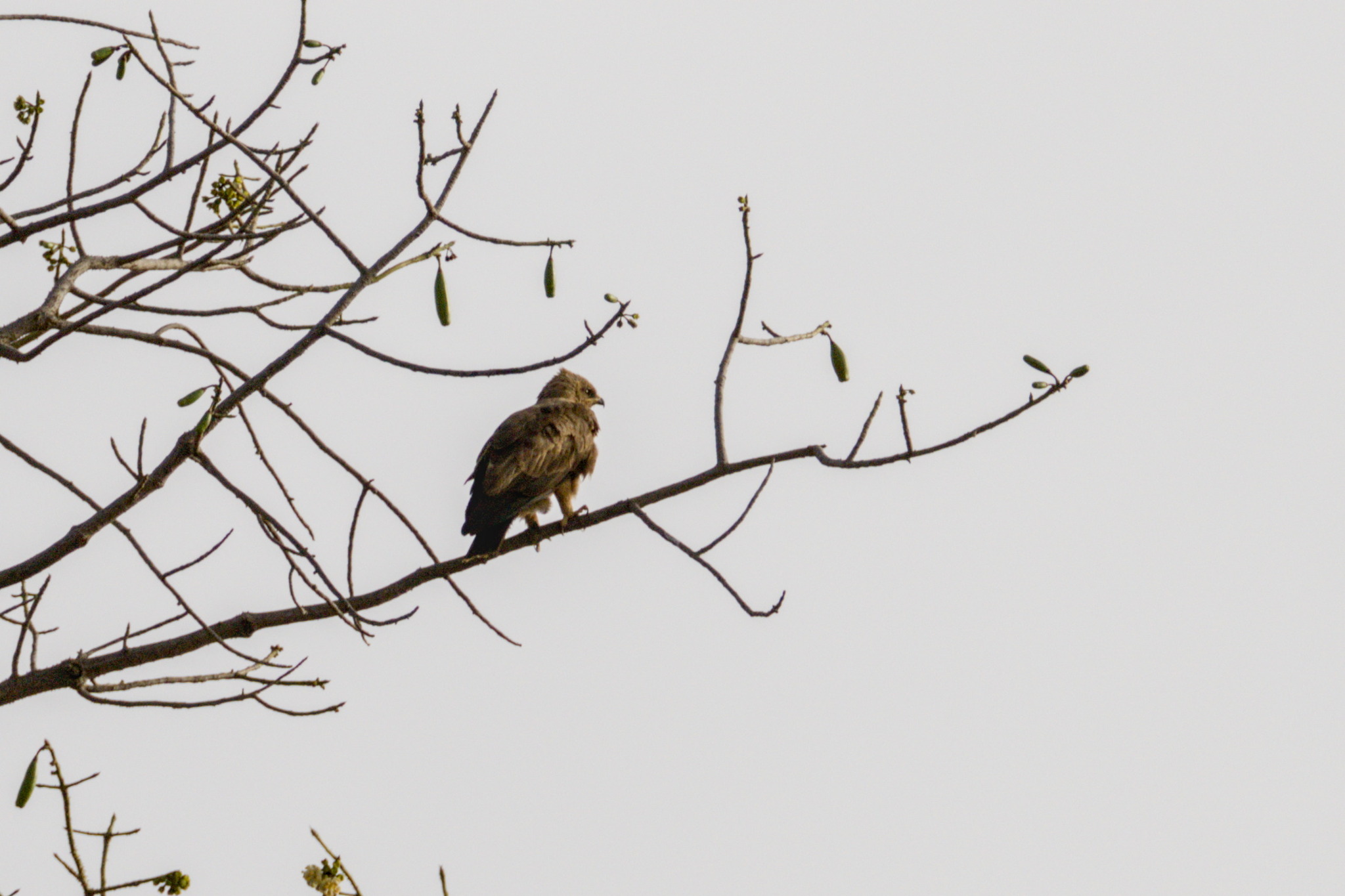 Wahlberg's Eagle (Hieraaetus wahlbergi), photo 10