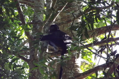 Trachypithecus mauritius