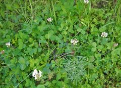 Trifolium clypeatum