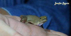 Anolis uniformis