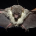 Black-capped Fruit Bat - Photo (c) Entol Afnan, some rights reserved (CC BY-NC-SA), uploaded by Entol Afnan