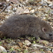 Giant Sulawesi Rat - Photo (c) Entol Afnan, some rights reserved (CC BY-NC-SA), uploaded by Entol Afnan