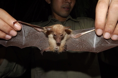 Macroglossus minimus