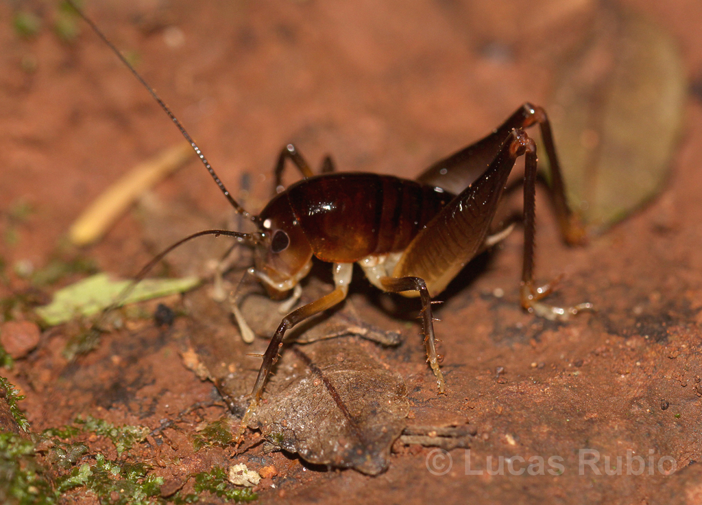 Lutosa paranensis