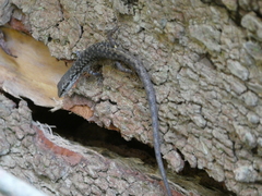 Saproscincus spectabilis