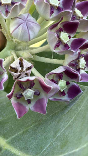 Calotropis procera observed 2026-02-01