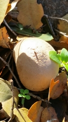 Lycoperdon molle