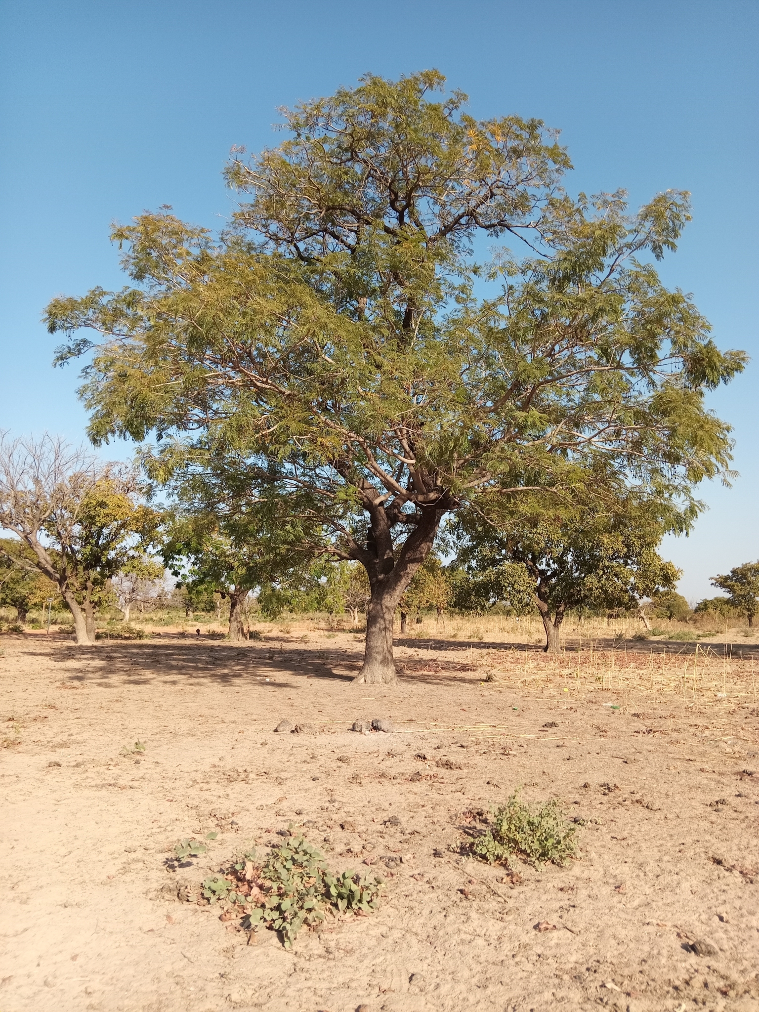 Imagem de néré