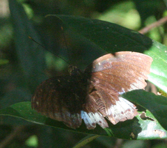 Lexias pardalis jadeitina