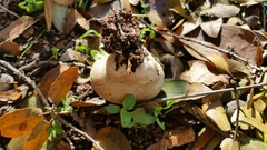 Lycoperdon molle