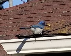 Aphelocoma californica