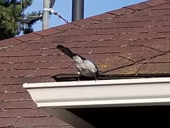 Aphelocoma californica