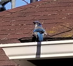 Aphelocoma californica