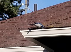 Aphelocoma californica