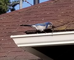 Aphelocoma californica